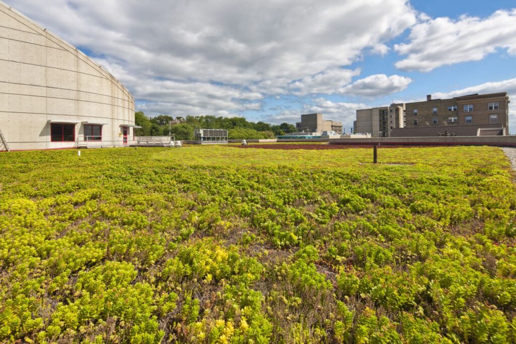 Green Roof 2
